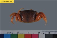 藏品(北方丑招潮蟹)的圖片